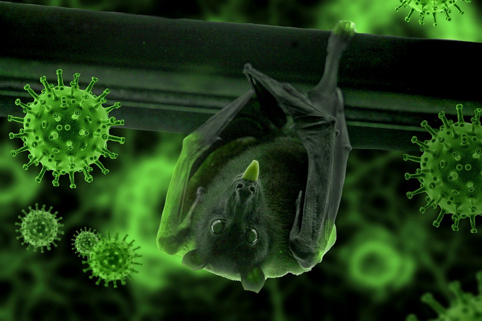bat-4963918_960_720.jpg