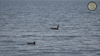 DuckBirdGoose.gif
