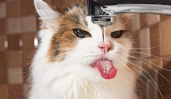 Cat4 Delfi.jpg