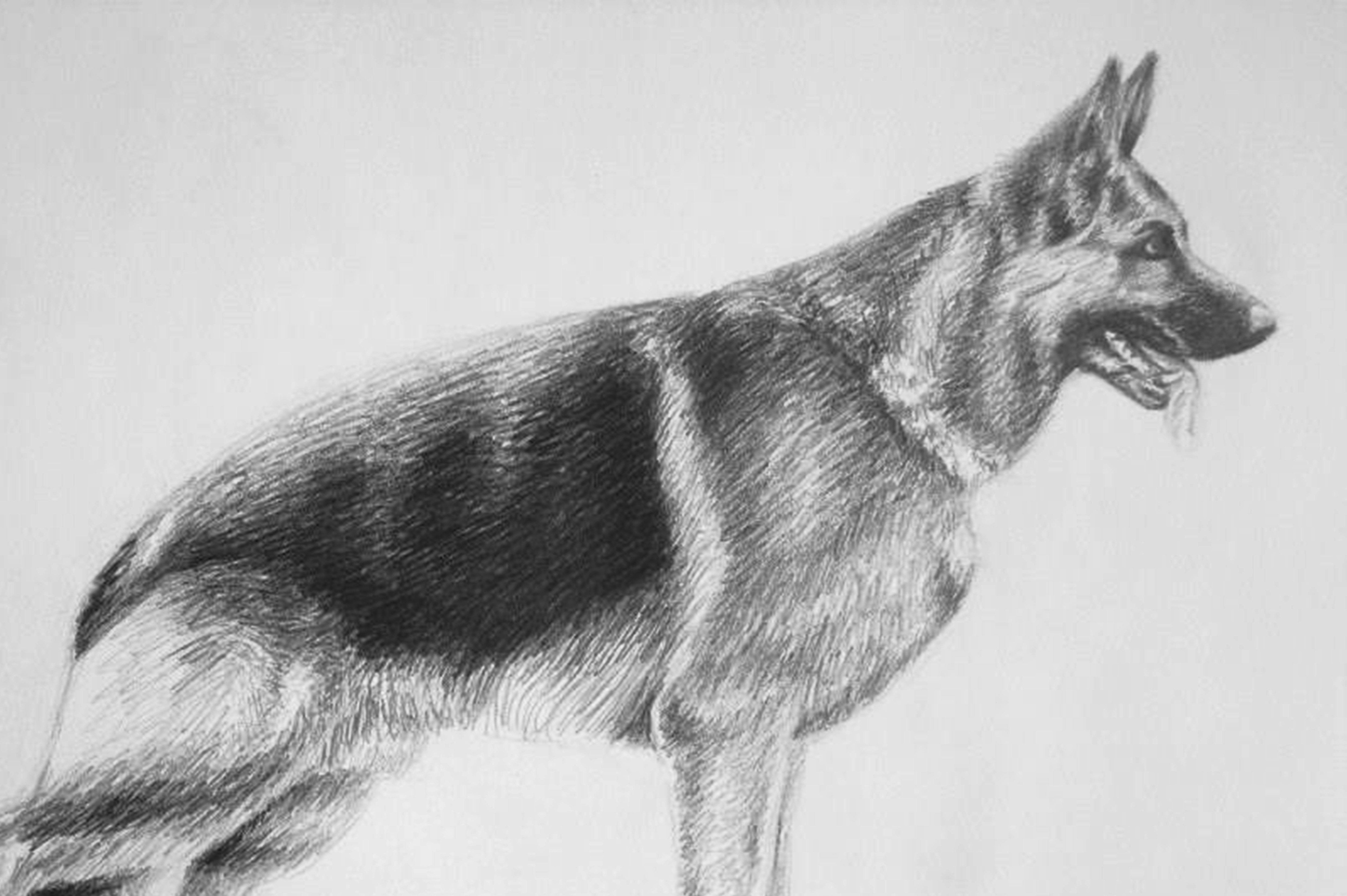 Dibujo De Pastor Aleman A Trazo Suelto Weku
