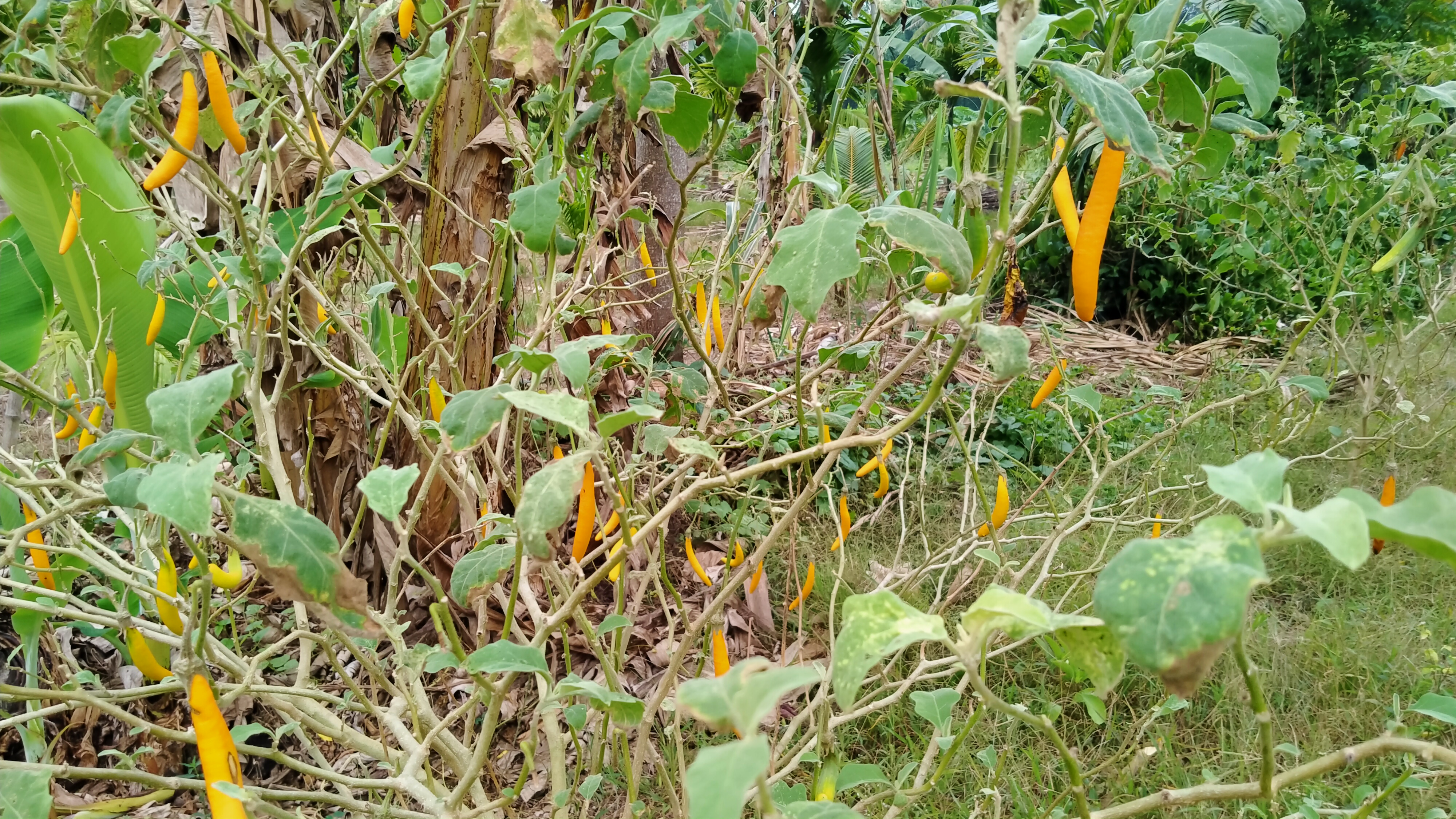 IMG20210524175011.jpg