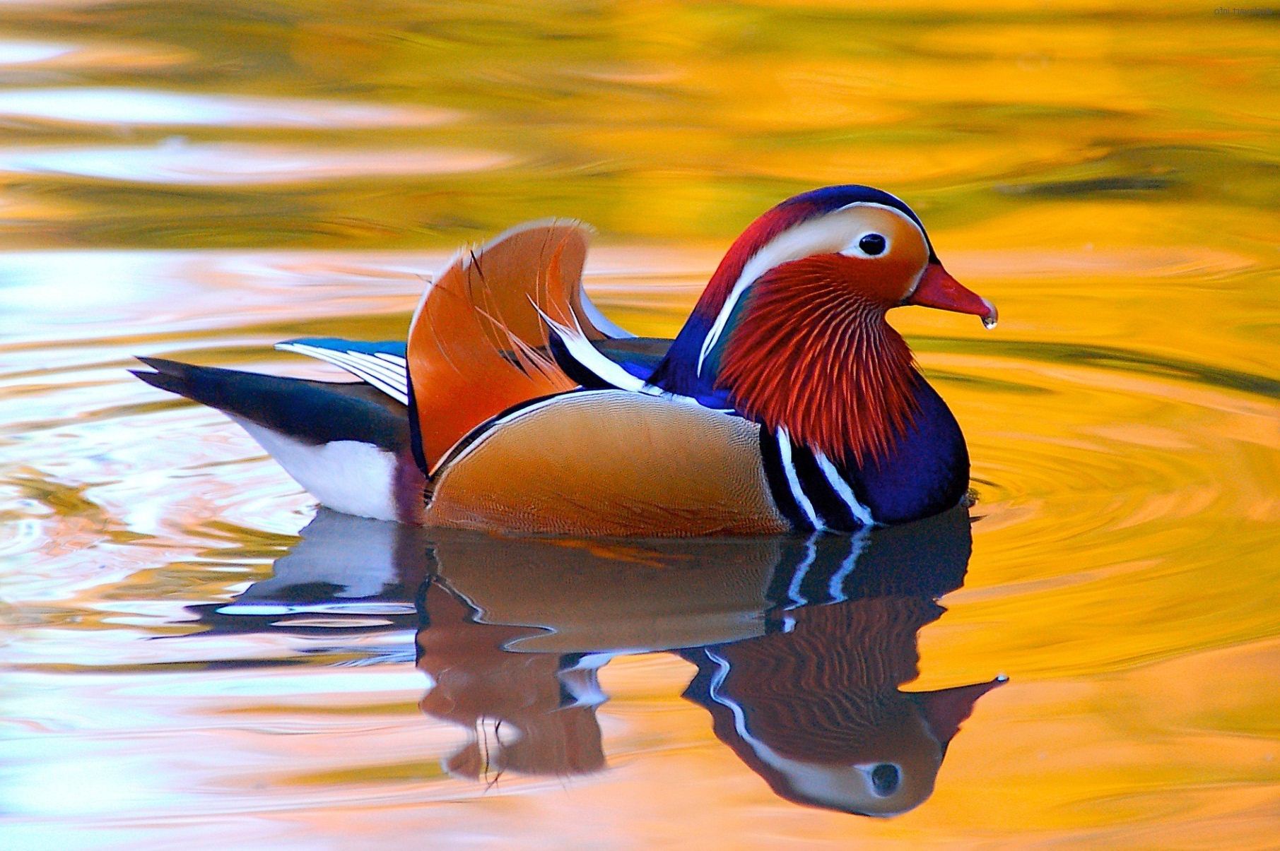 mandarin-duck-wallpapers-25544-2405166.jpg