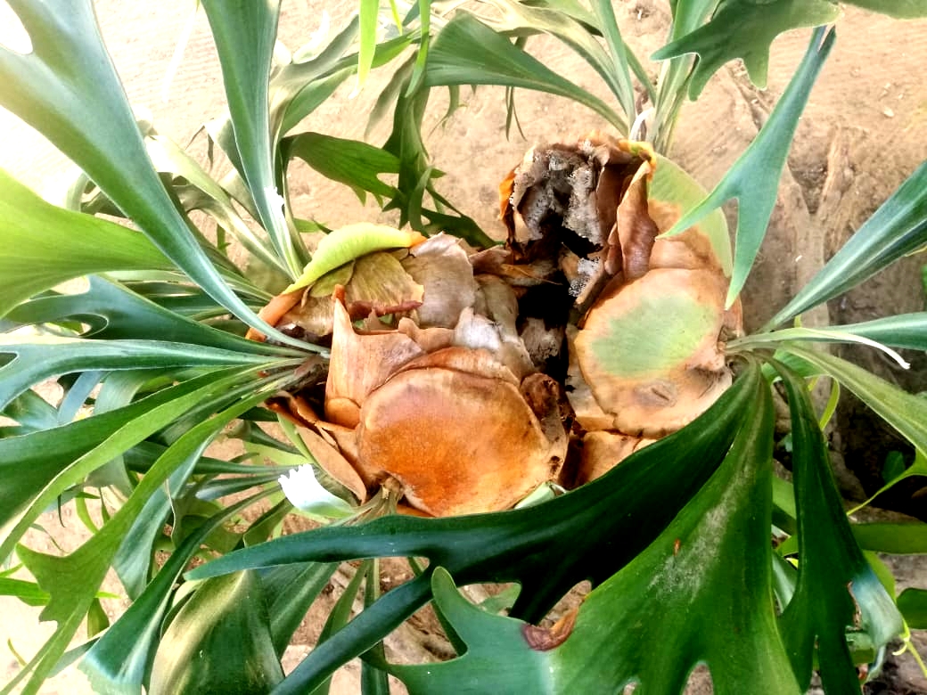 cacho1.jpg