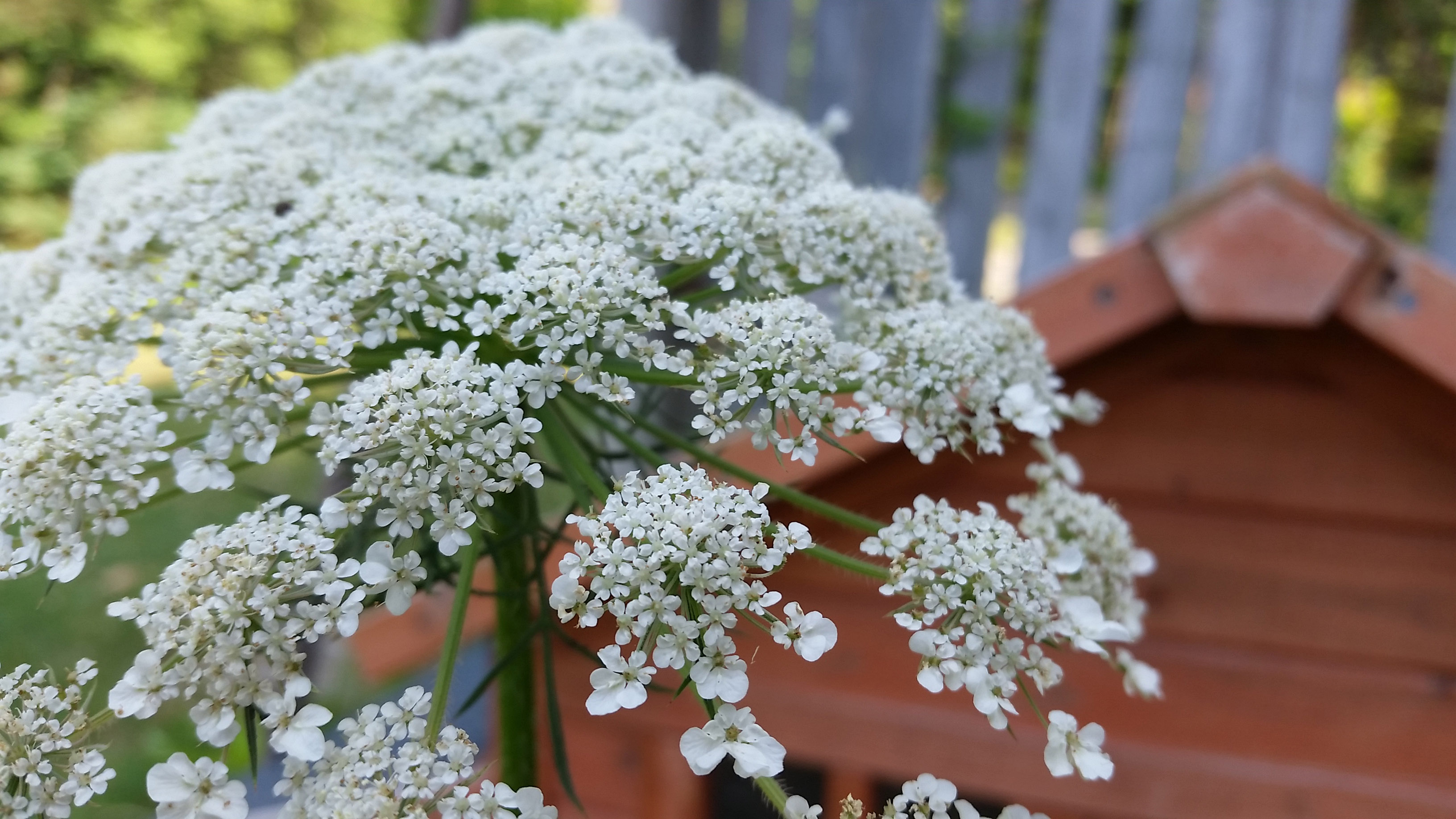july15flower1.jpg