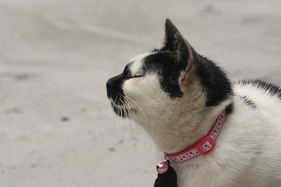 cat-2356258_960_720.jpg