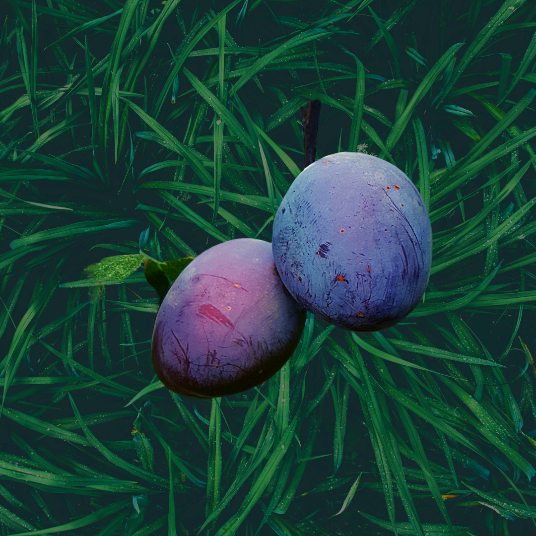 Untitled design (40).png