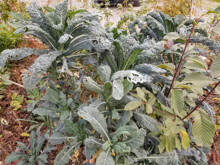 perennial-kale-2.jpg