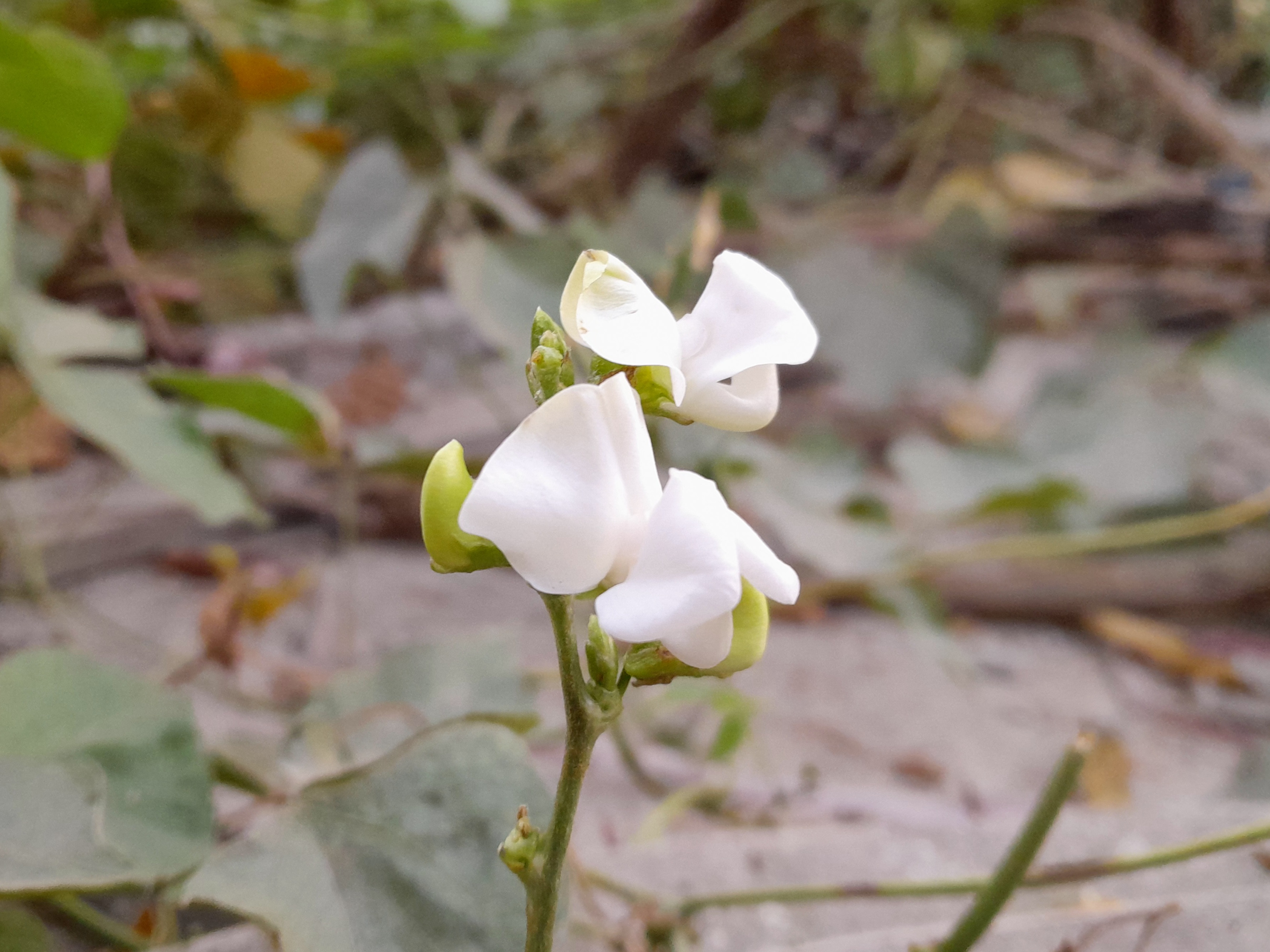 Black  Locust Photography.