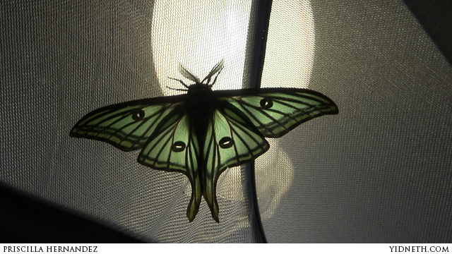 Graellsia Isabellae The Elusive Spanish Luna Moths When A Moth Is More Beautiful Than A Butterfly Graellsia Isabellae The Elusive Spanish Luna Moths When A Moth Is More Beautiful Than A Butterfly