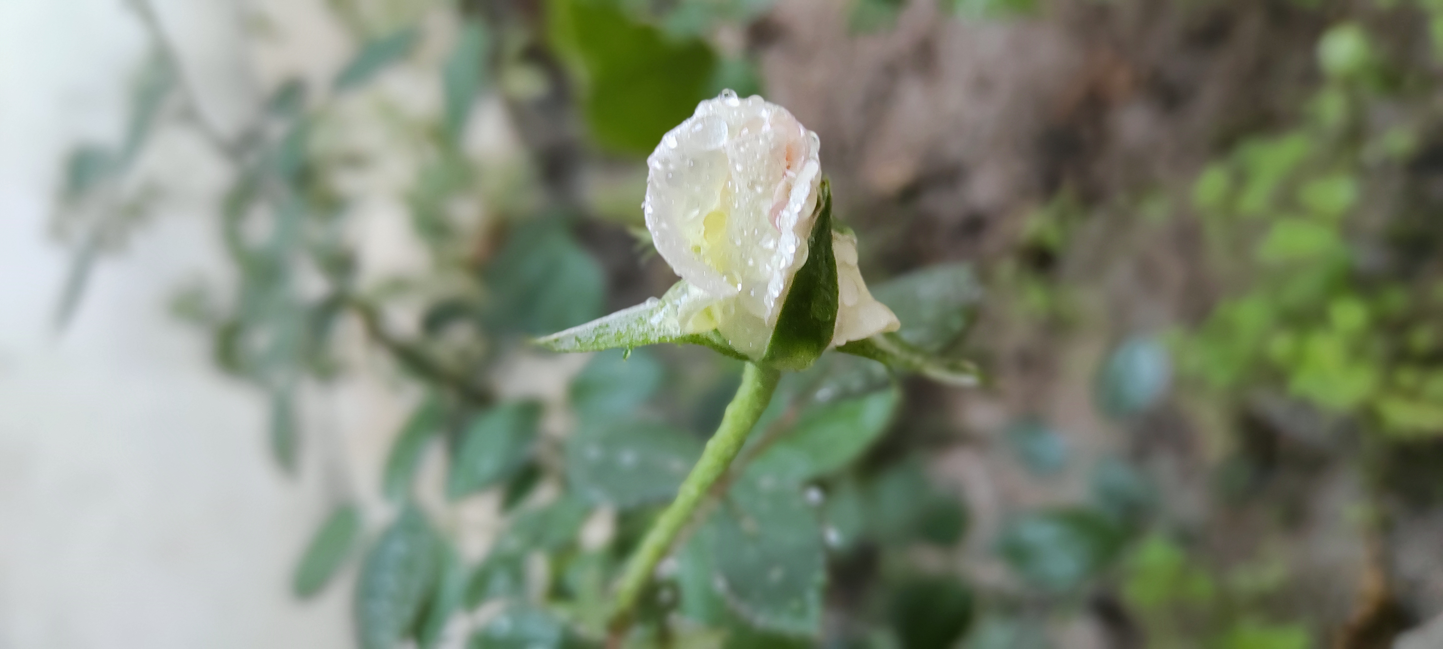 IMG_20210520_182825.jpg