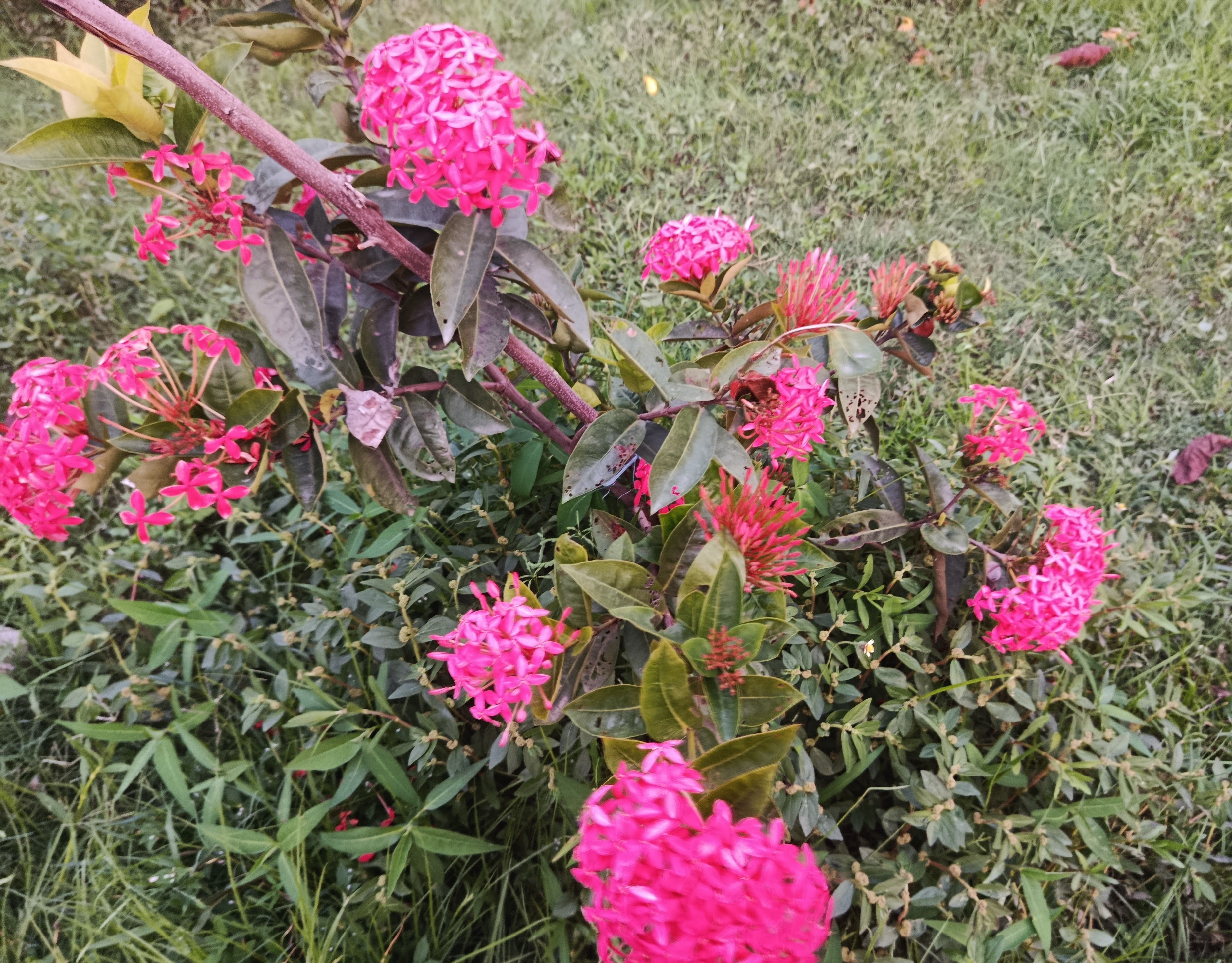 IMG_20260601_181911.jpg