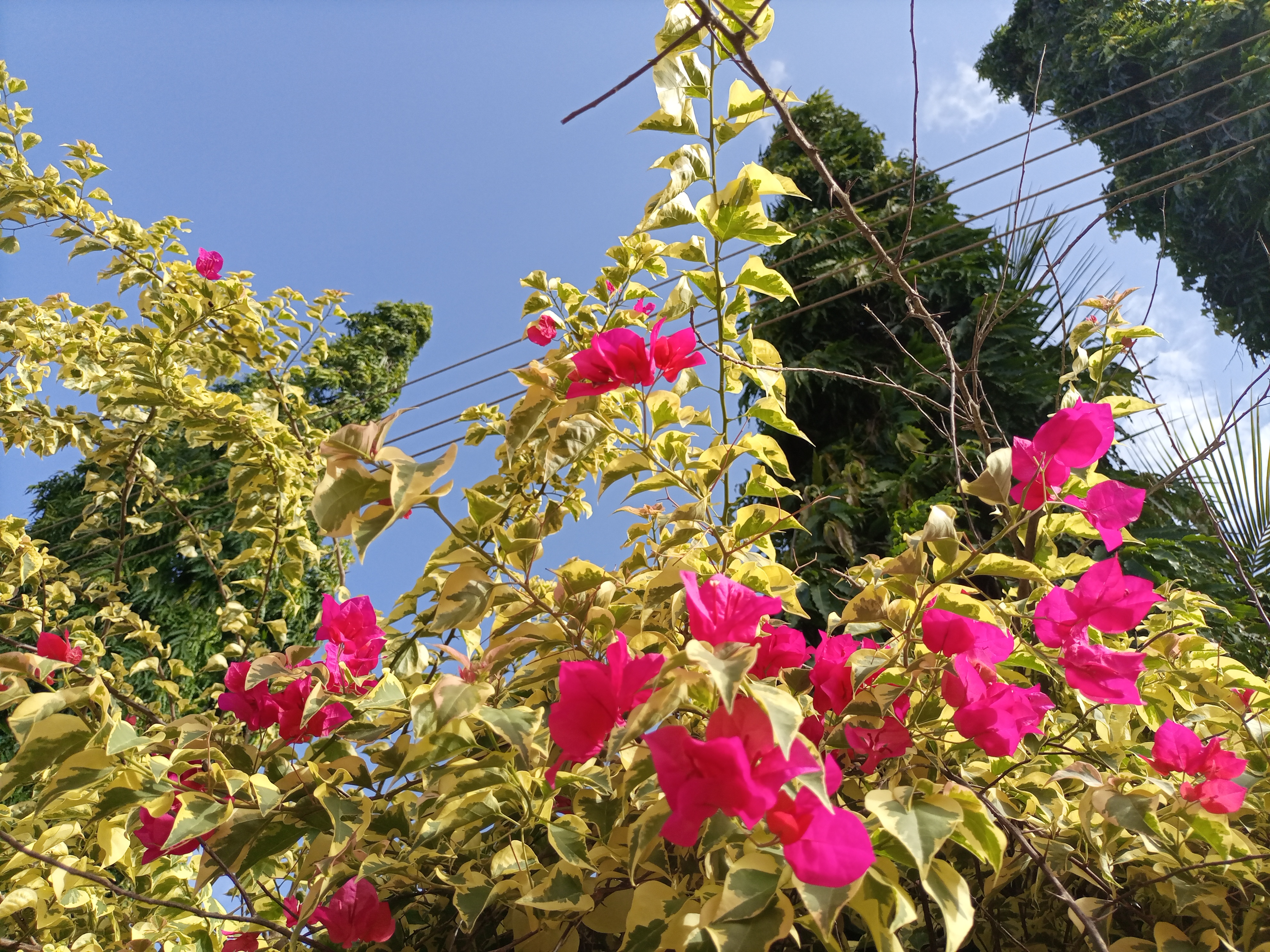 IMG_20210610_161136_391.jpg