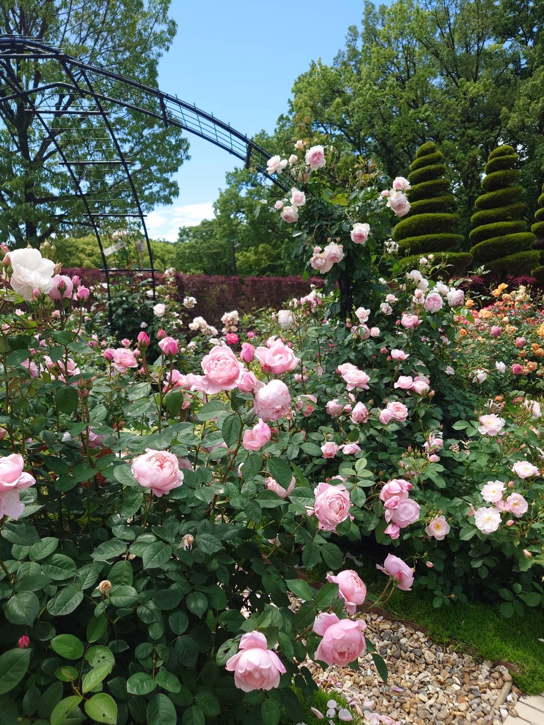 rose garden4.jpg