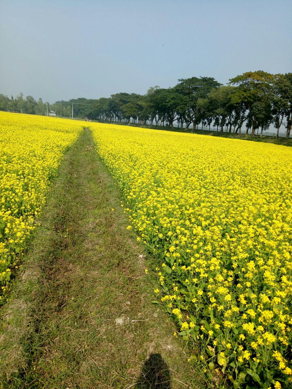 Sorisa Khet.jpg-3.jpg