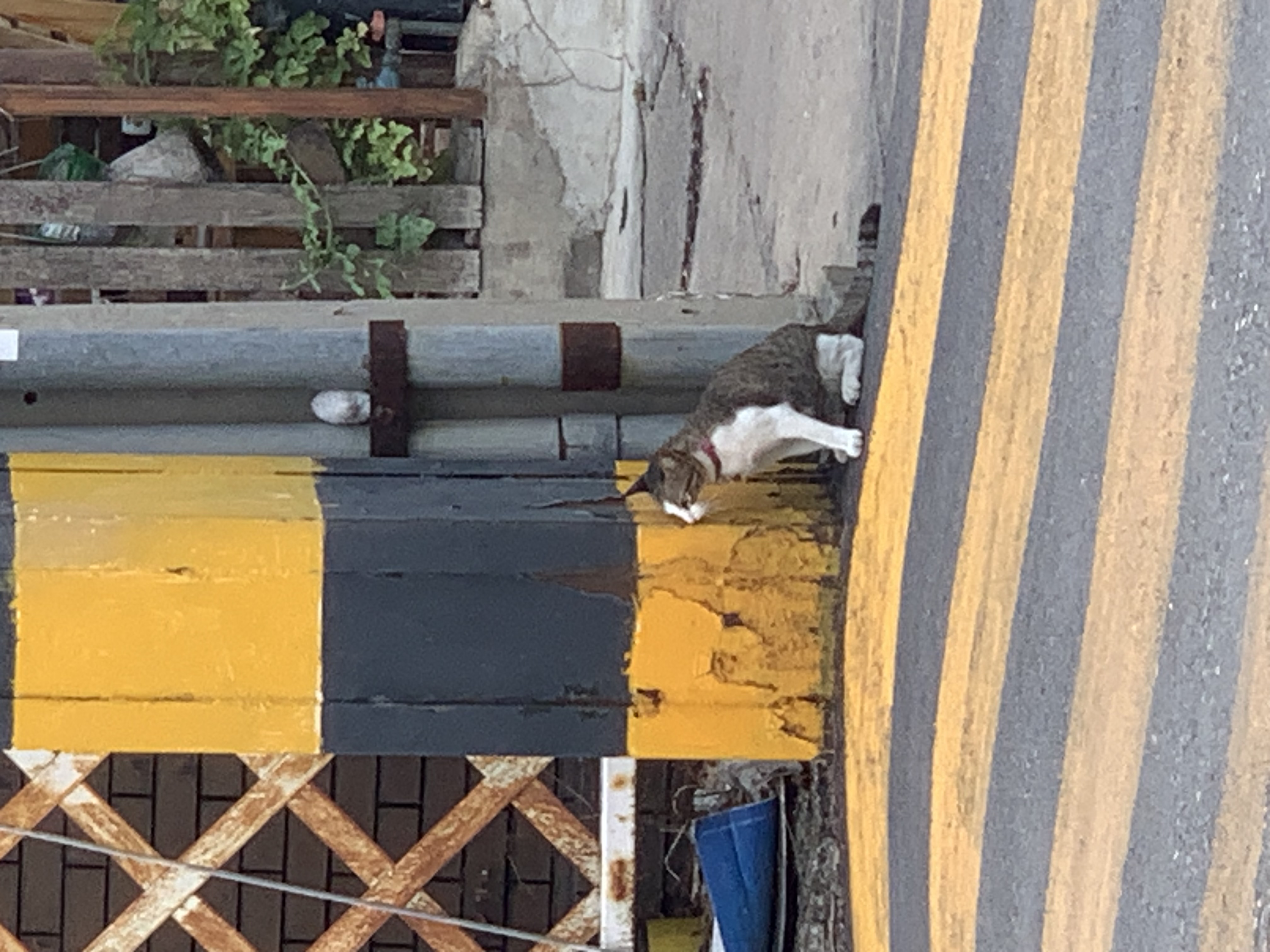 cat2.jpg