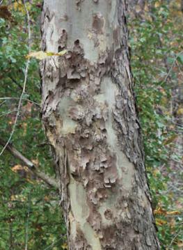 tree21.jpg