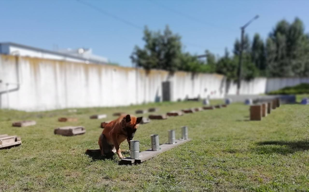Собаки по поиску вв. Служебно-розыскная собака. Поиск вв. Тренажёры для служебных собак. Немецкая овчарка ищейка.
