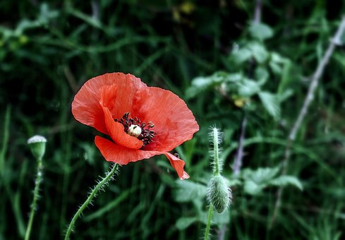 poppy-3438668__340.jpg
