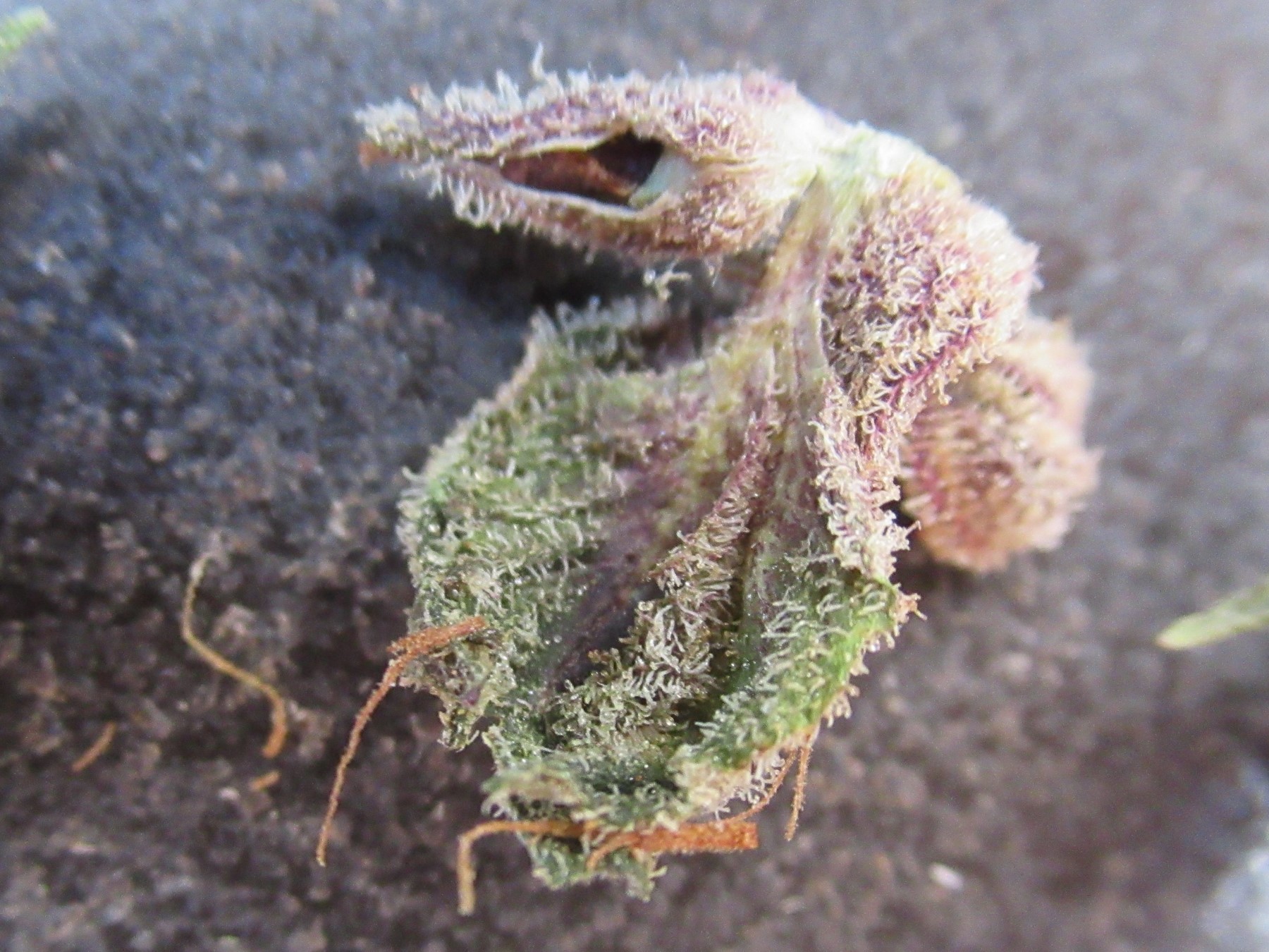 microsplitlilpistils.jpg