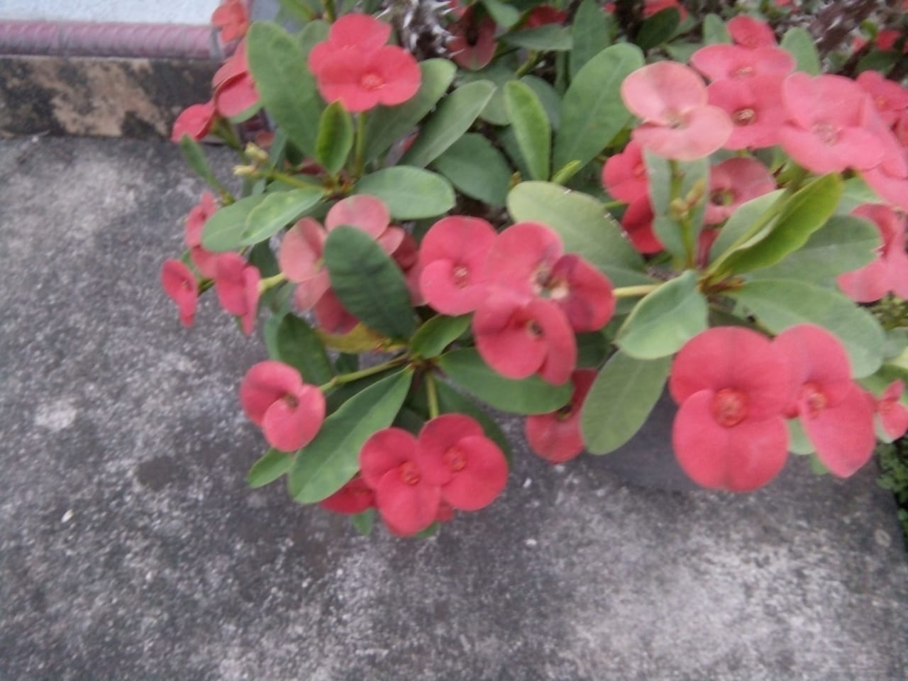 IMG-20210406-WA0012.jpg