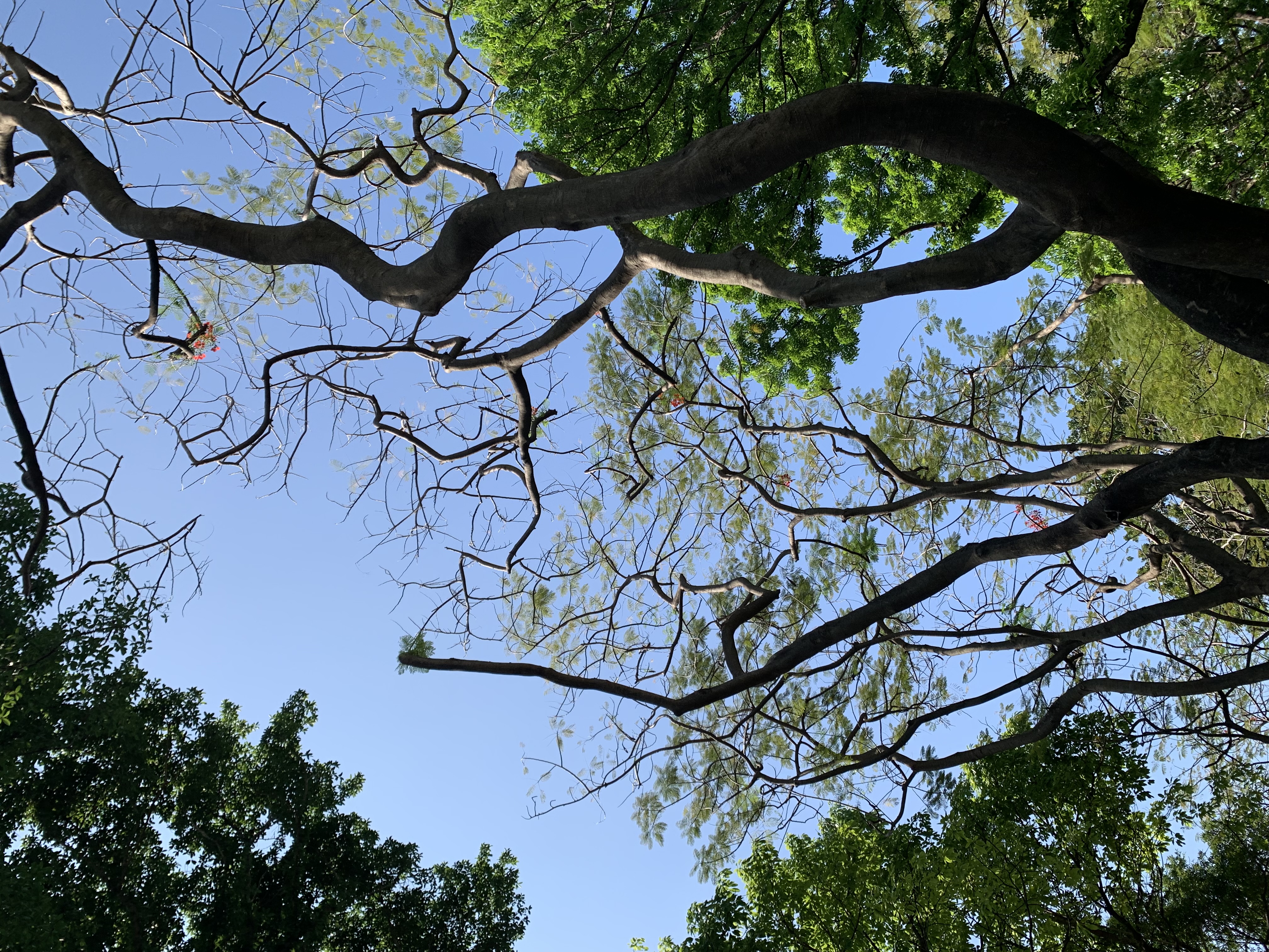 Queen Sirikit Park312.jpg