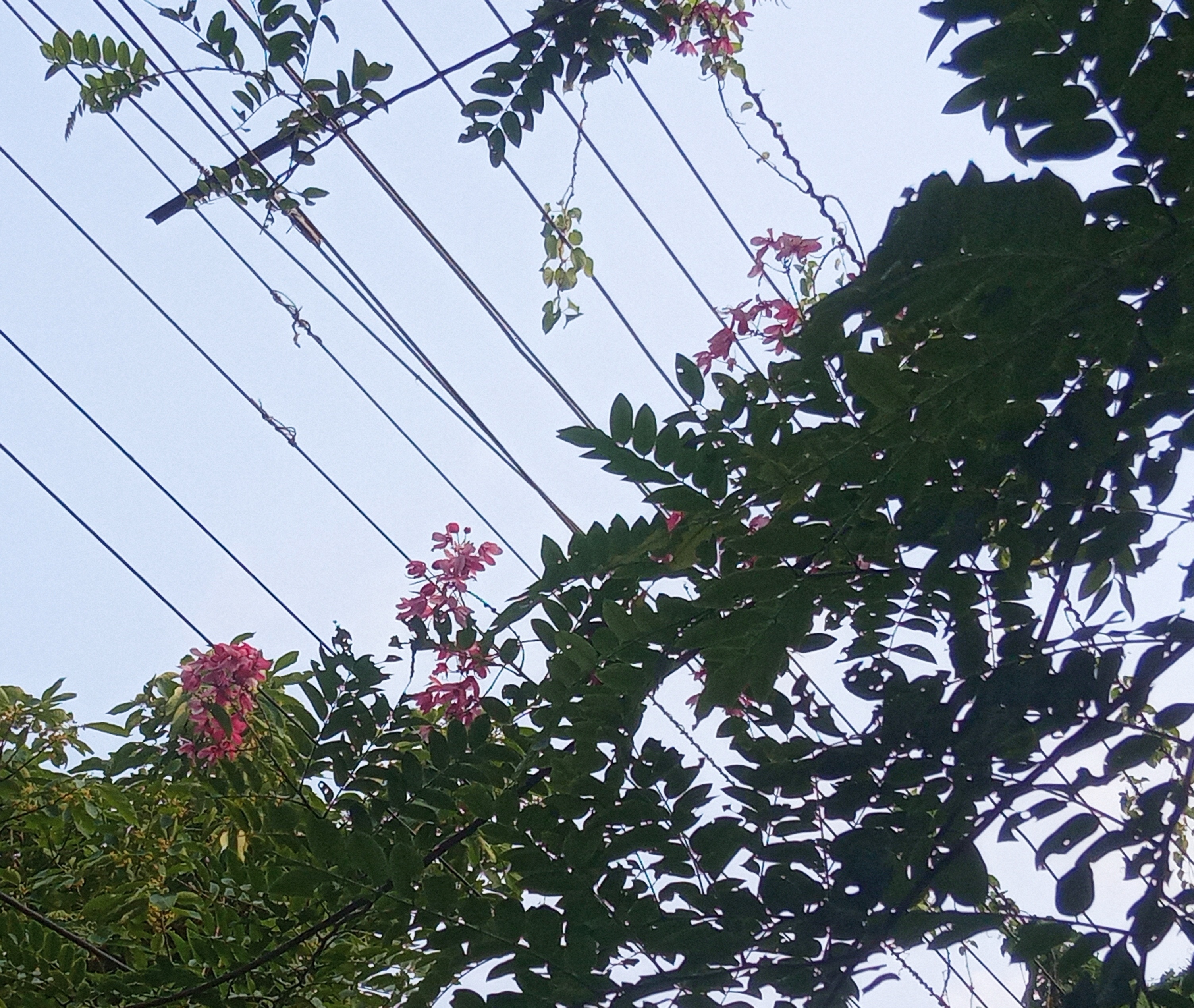 IMG_20260518_073207.jpg