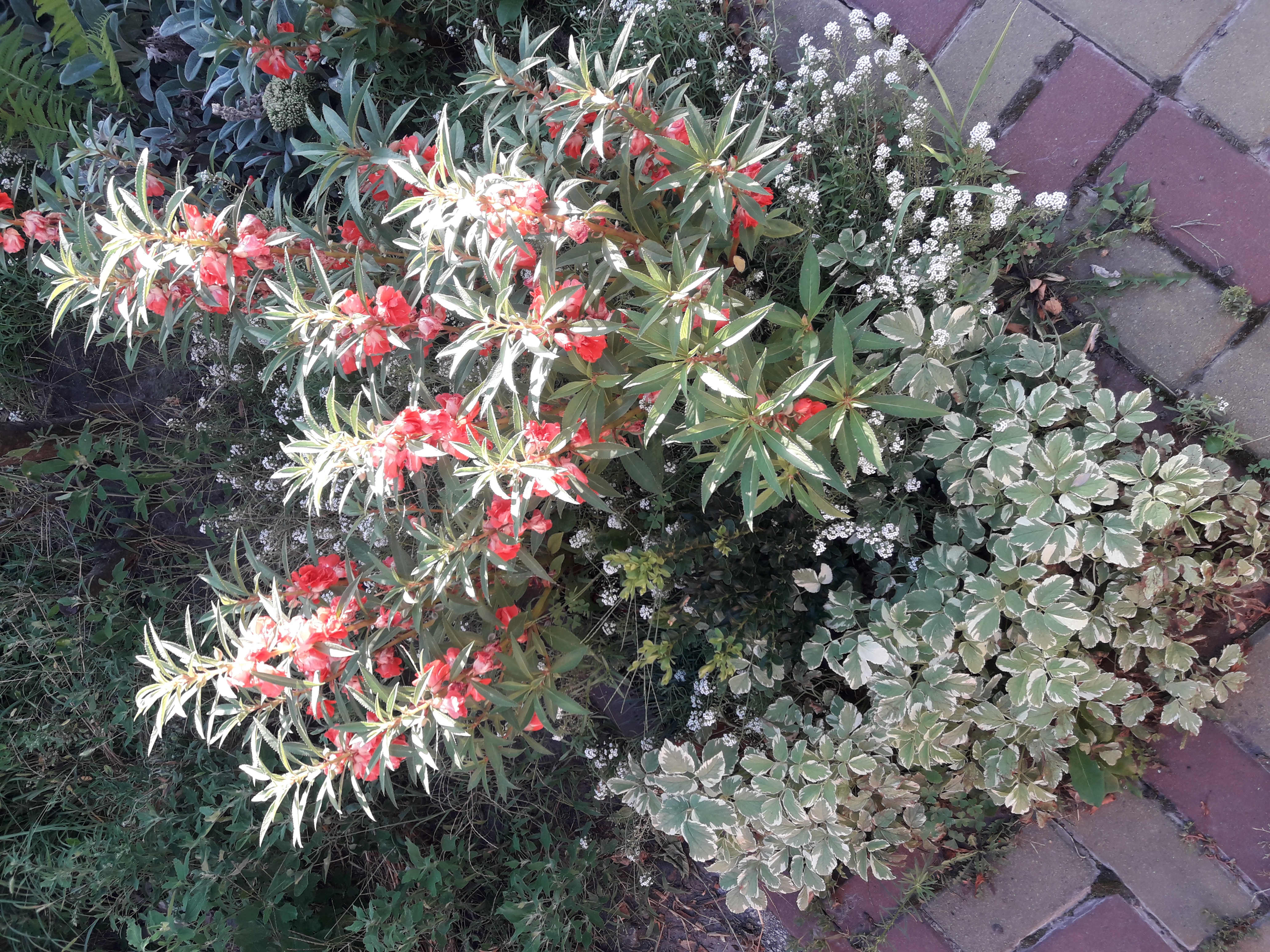 20180808_184756.jpg