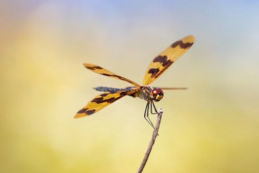 insect-7913415__340.webp