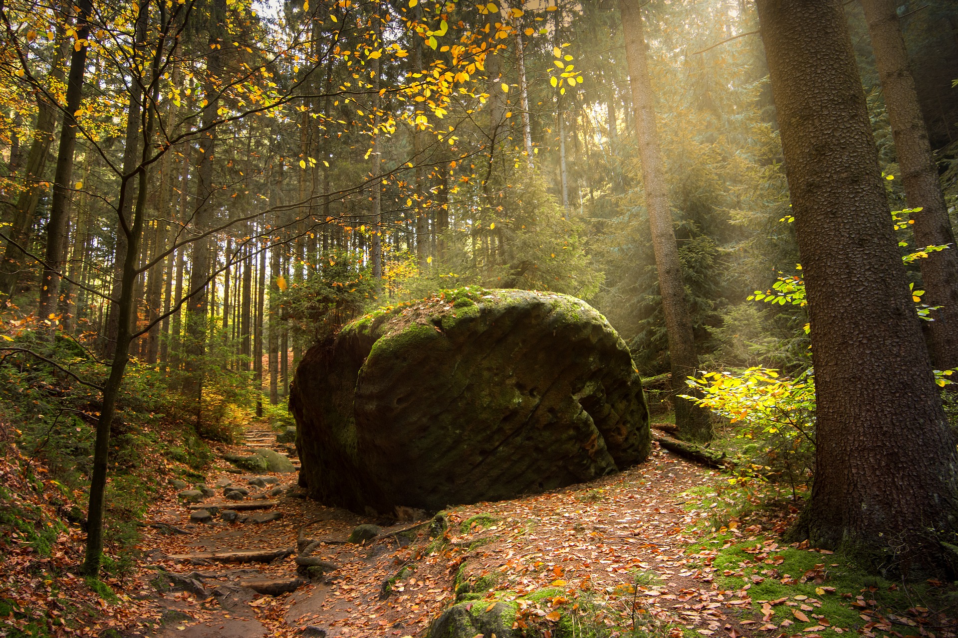forest-2942481_1920.jpg