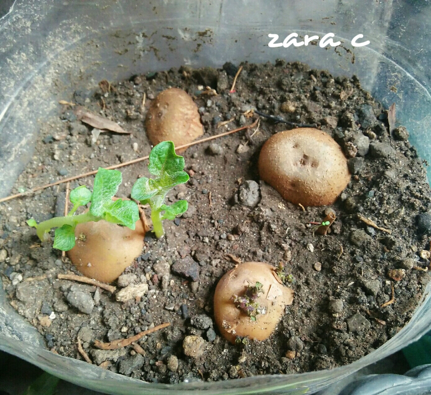 PhotoGrid_1564277518659.jpg