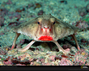 red lipped batfish.jpg