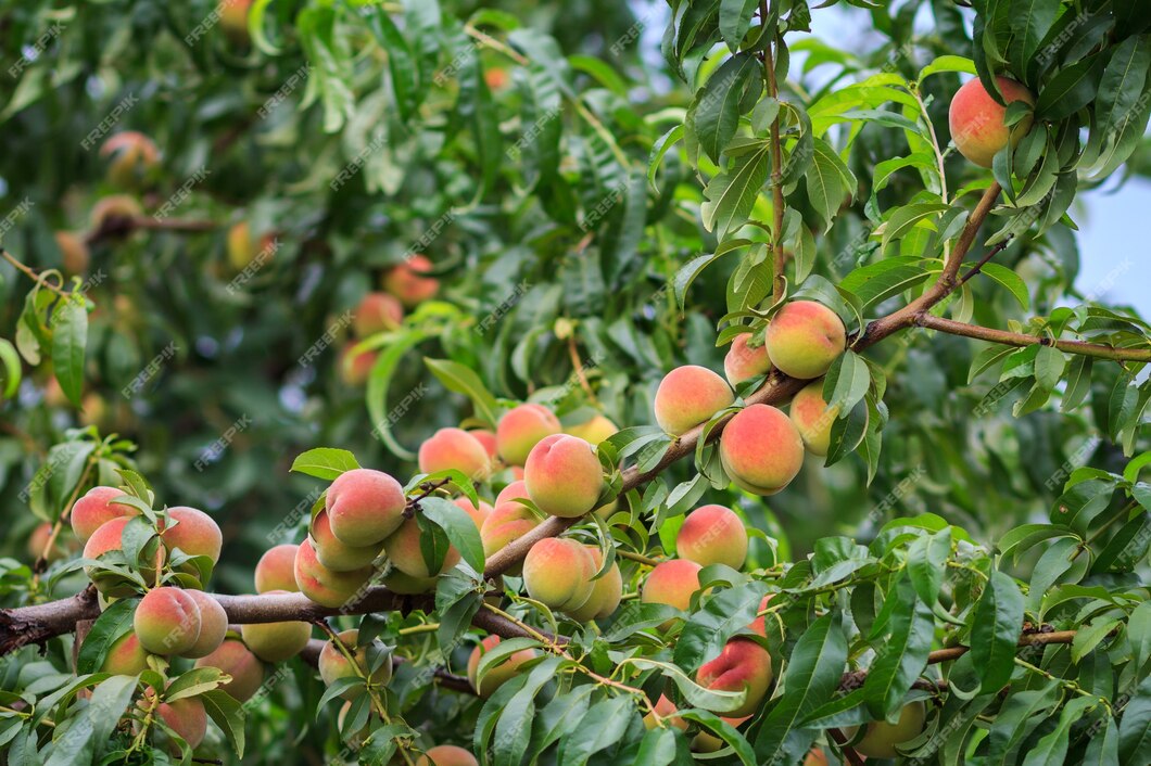 lot-ripe-peaches-hanging-tree-orchard-healthy-natural-food-shallow-depth-field_393202-3252.jpg