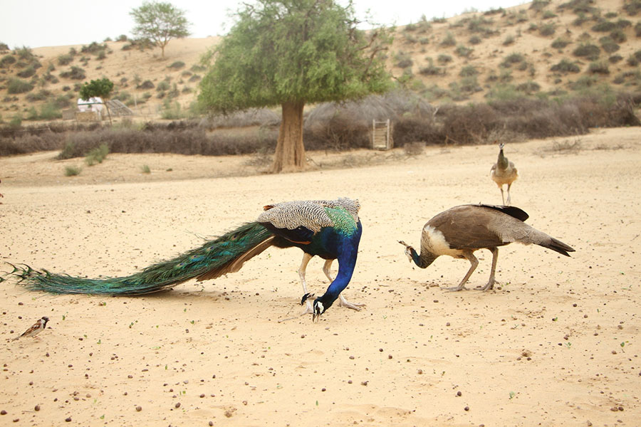 Peacocks.jpg