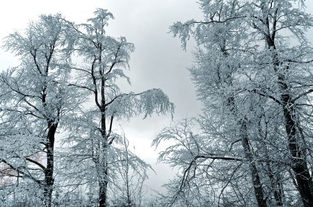 baum.jpg
