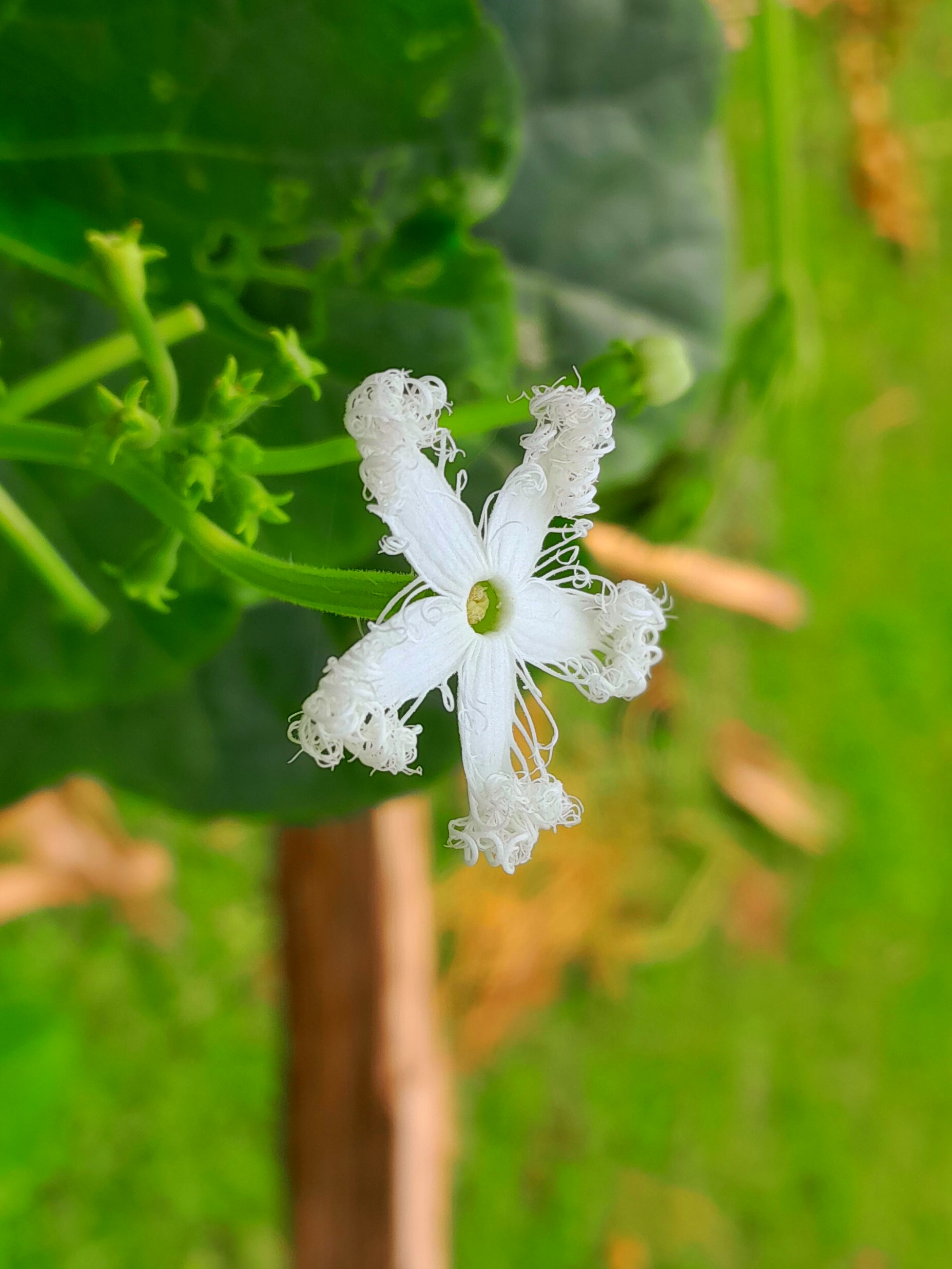 Snake Gourd Flower Photography