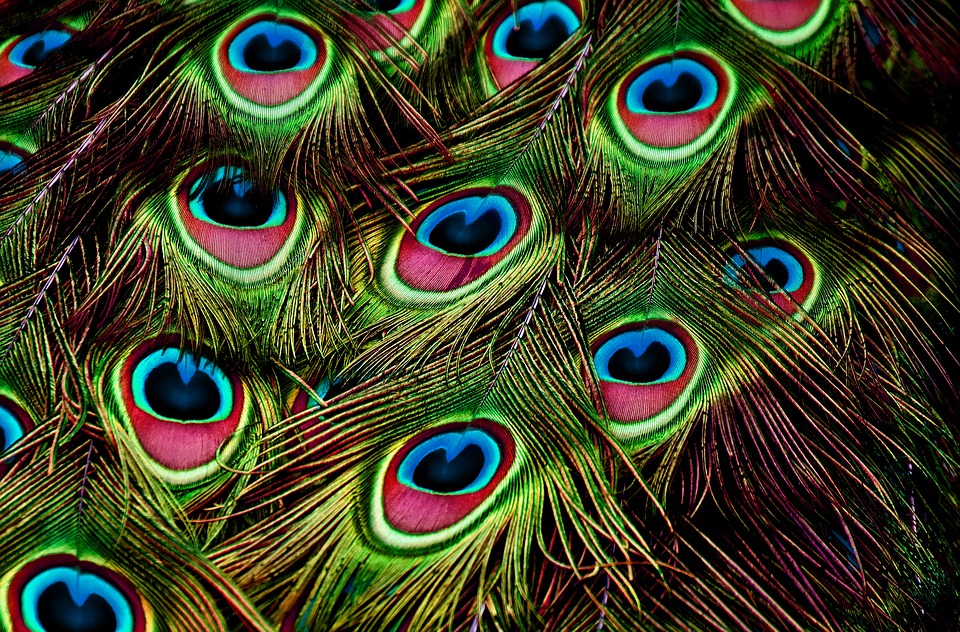 peacock-feathers-3617474_960_720.jpg