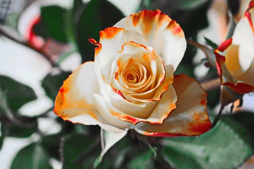 rose-yellow-flower-petals-60909.jpeg