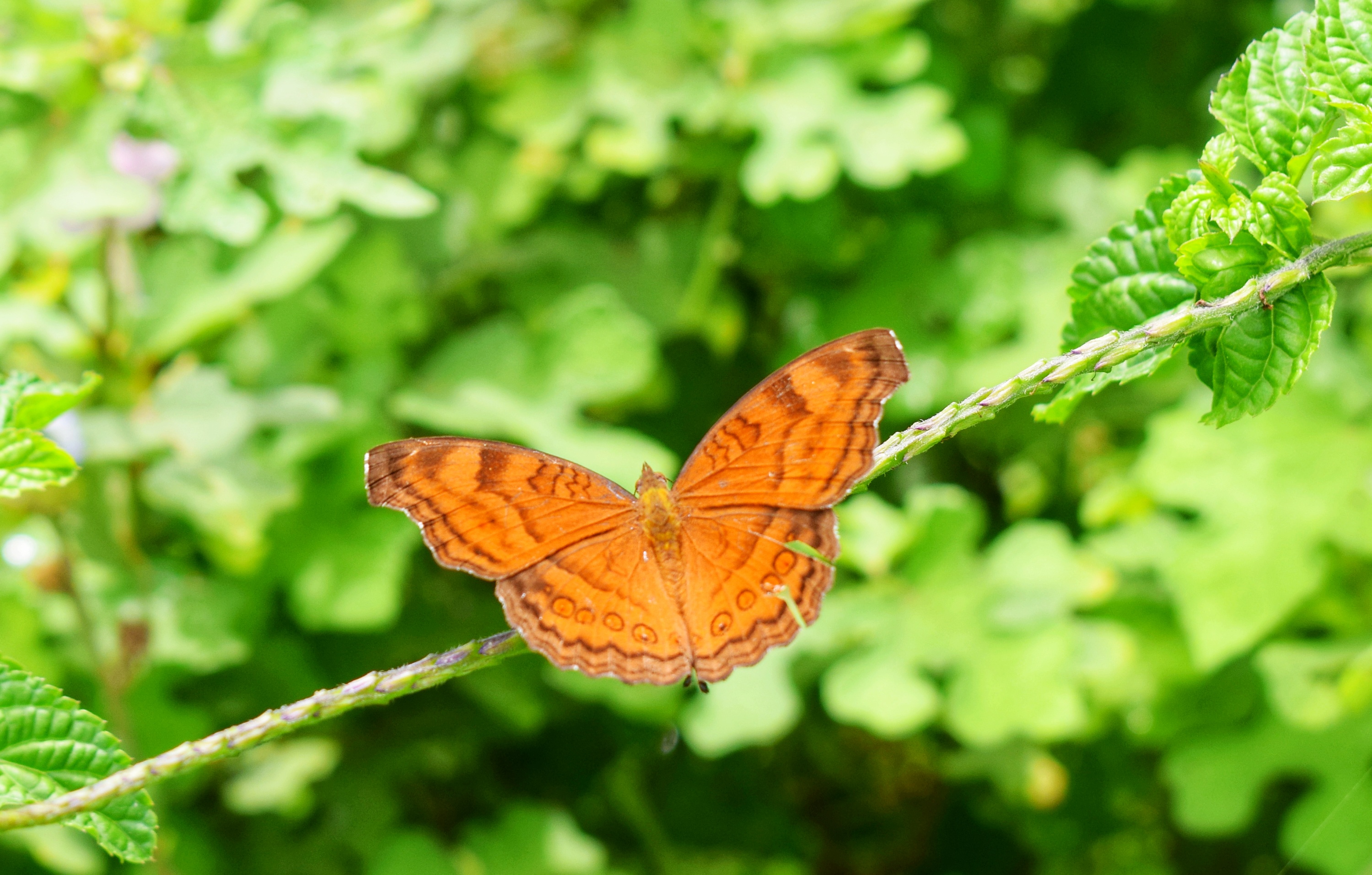 DSC_1361-01.jpeg