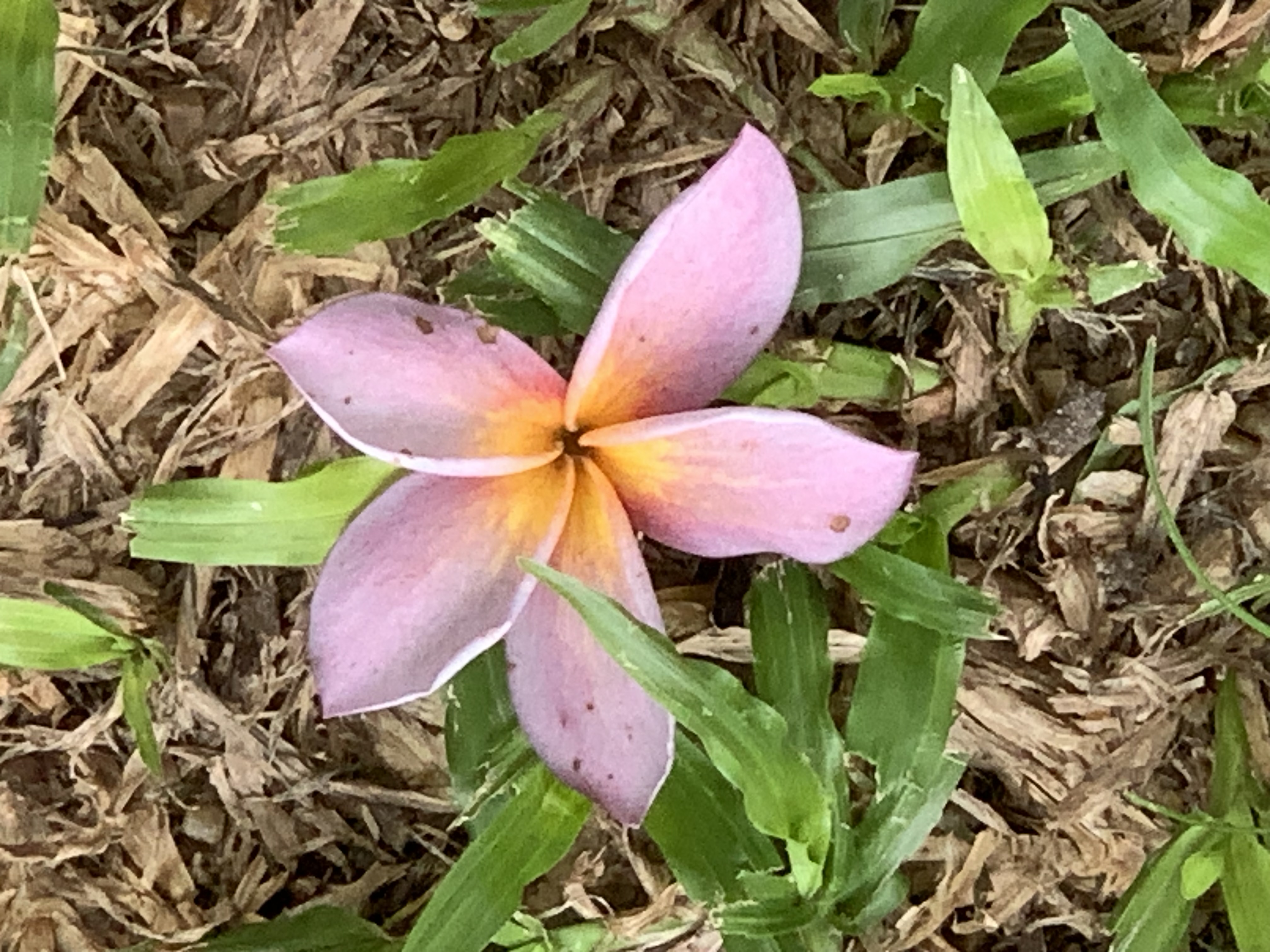 flower303.jpg