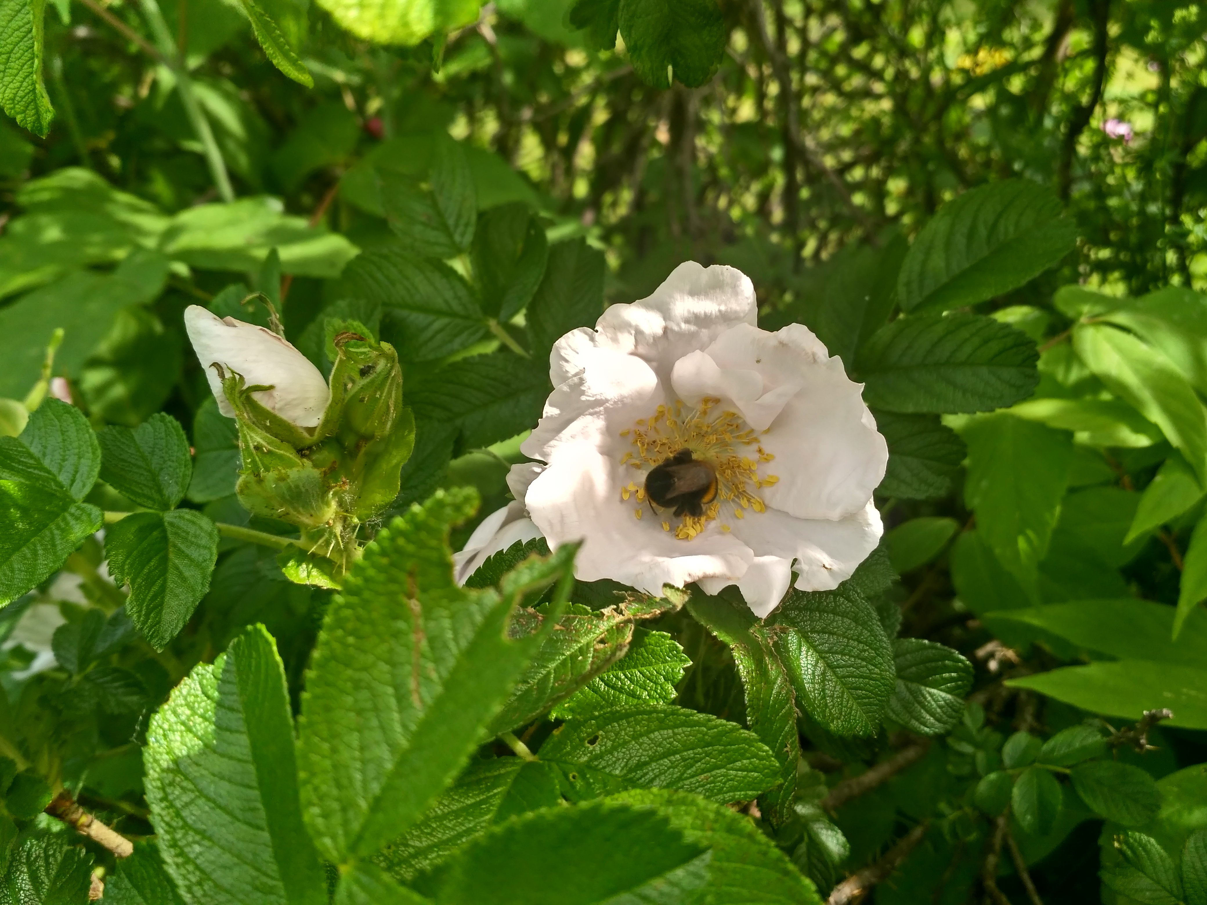 IMG_2019-06-01_102345_HDR.jpg