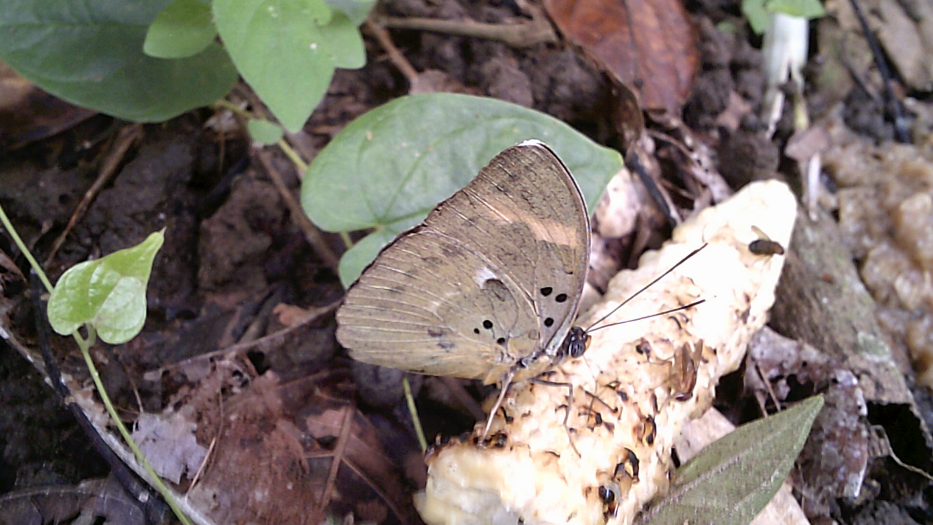 DSCF0555.JPG