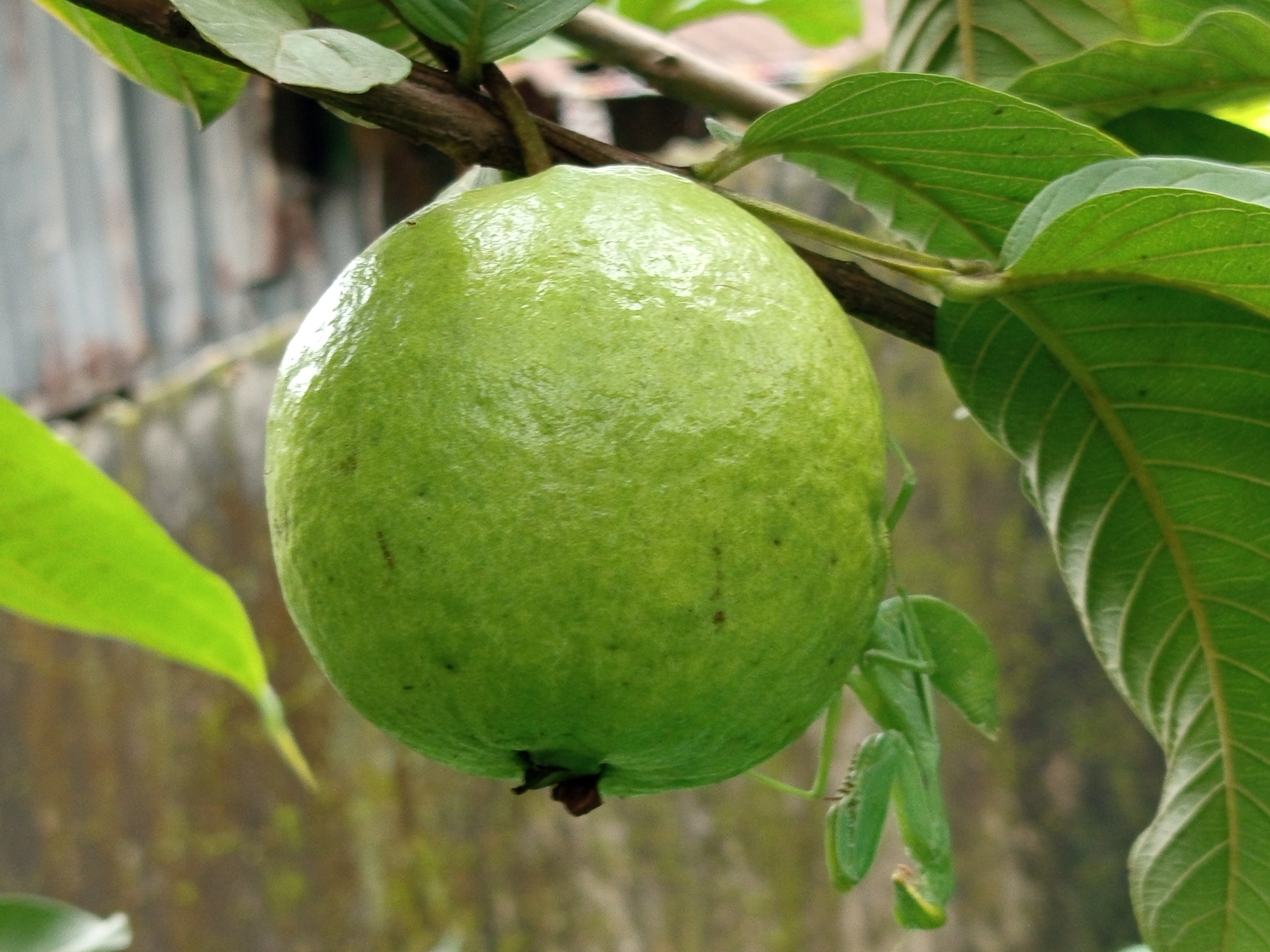 পেয়ারা (1).jpg