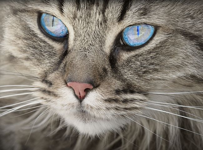 cat-1508613__480.jpg