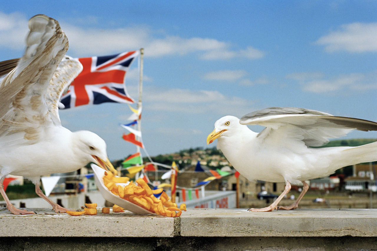 GB.-England.-Dorset.-From-West-Bay.-1996.-©-Martin-Parr-Magnum-Photos.jpg