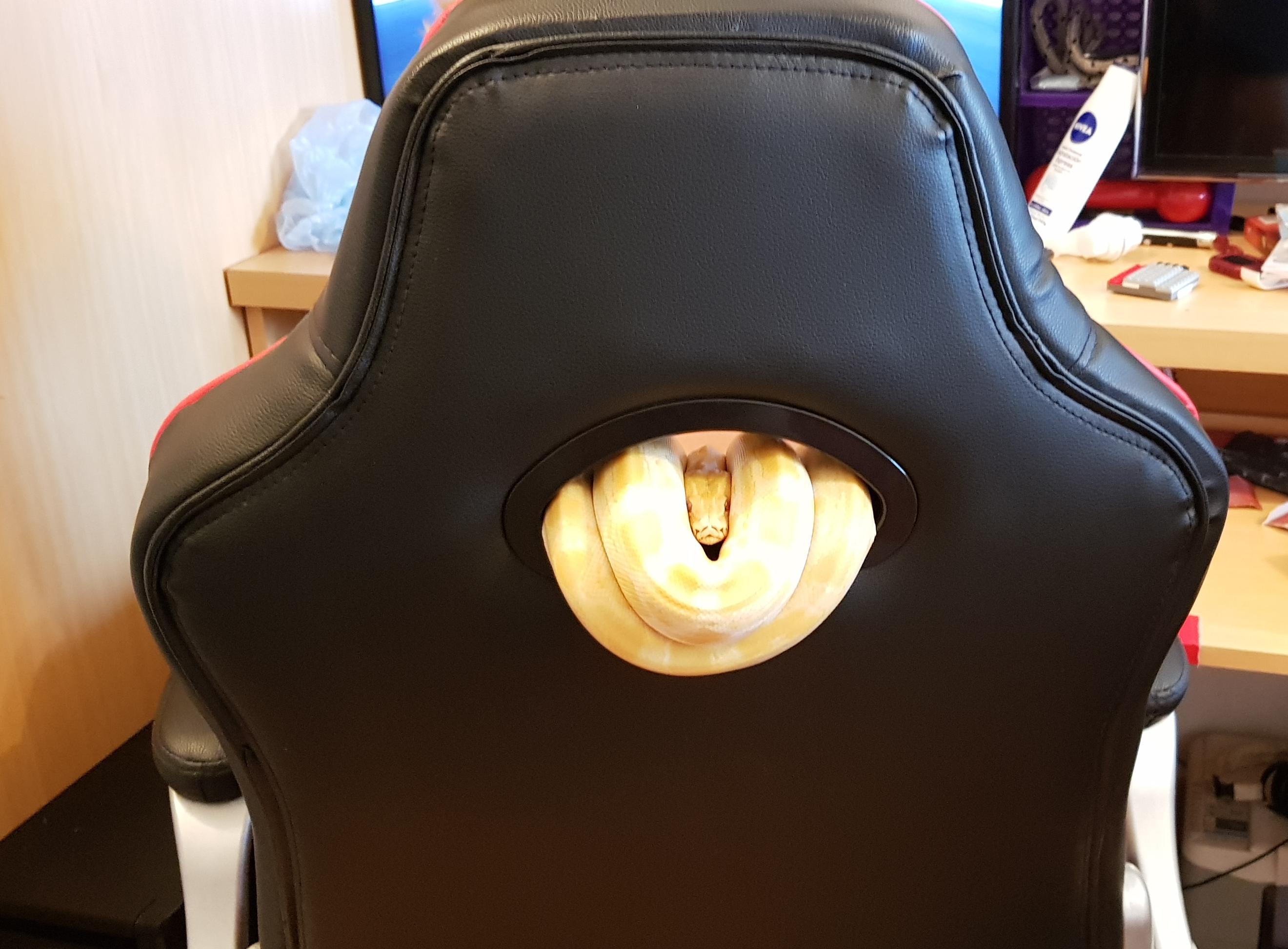chairsnake.jpg