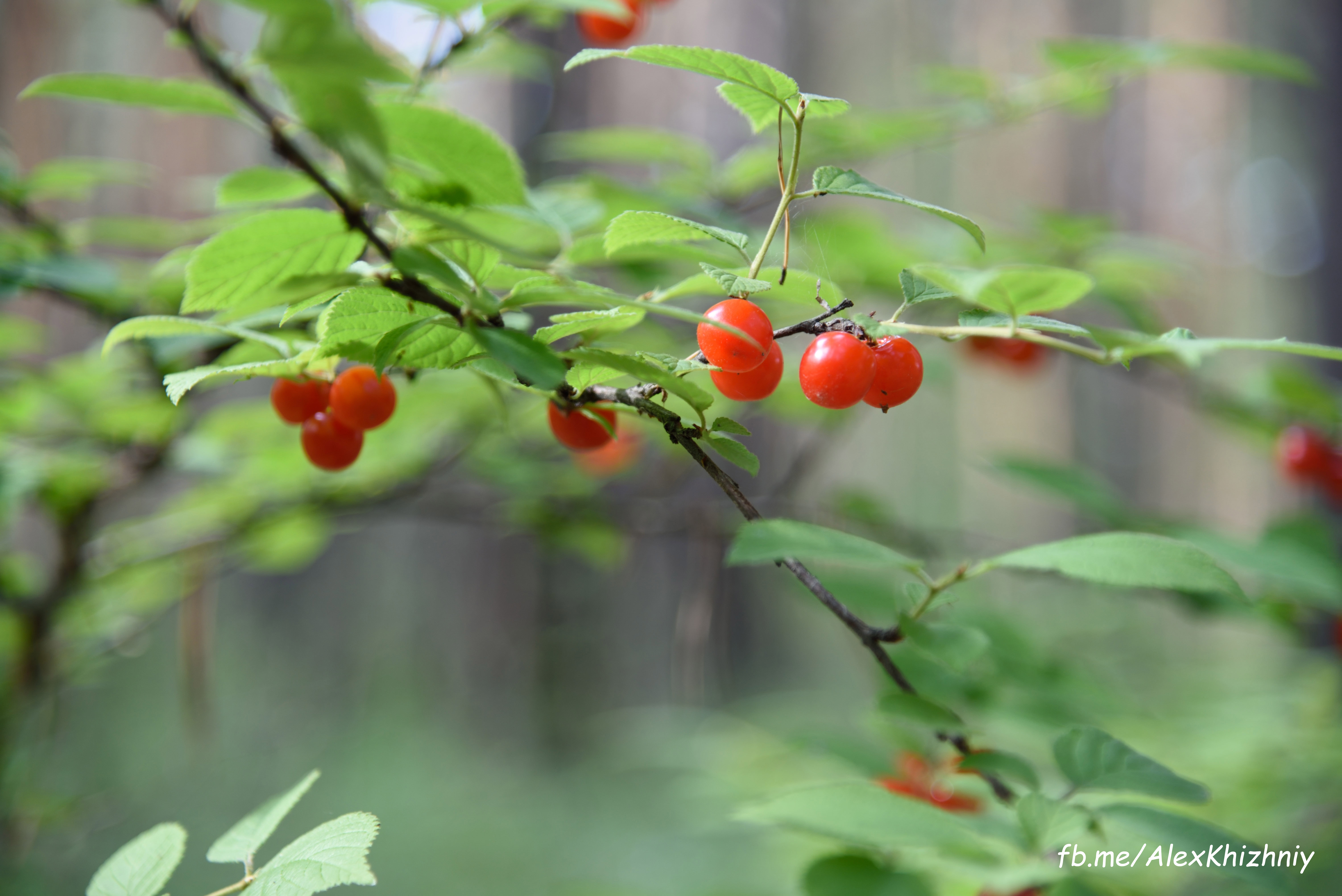 DSC_4366.jpg