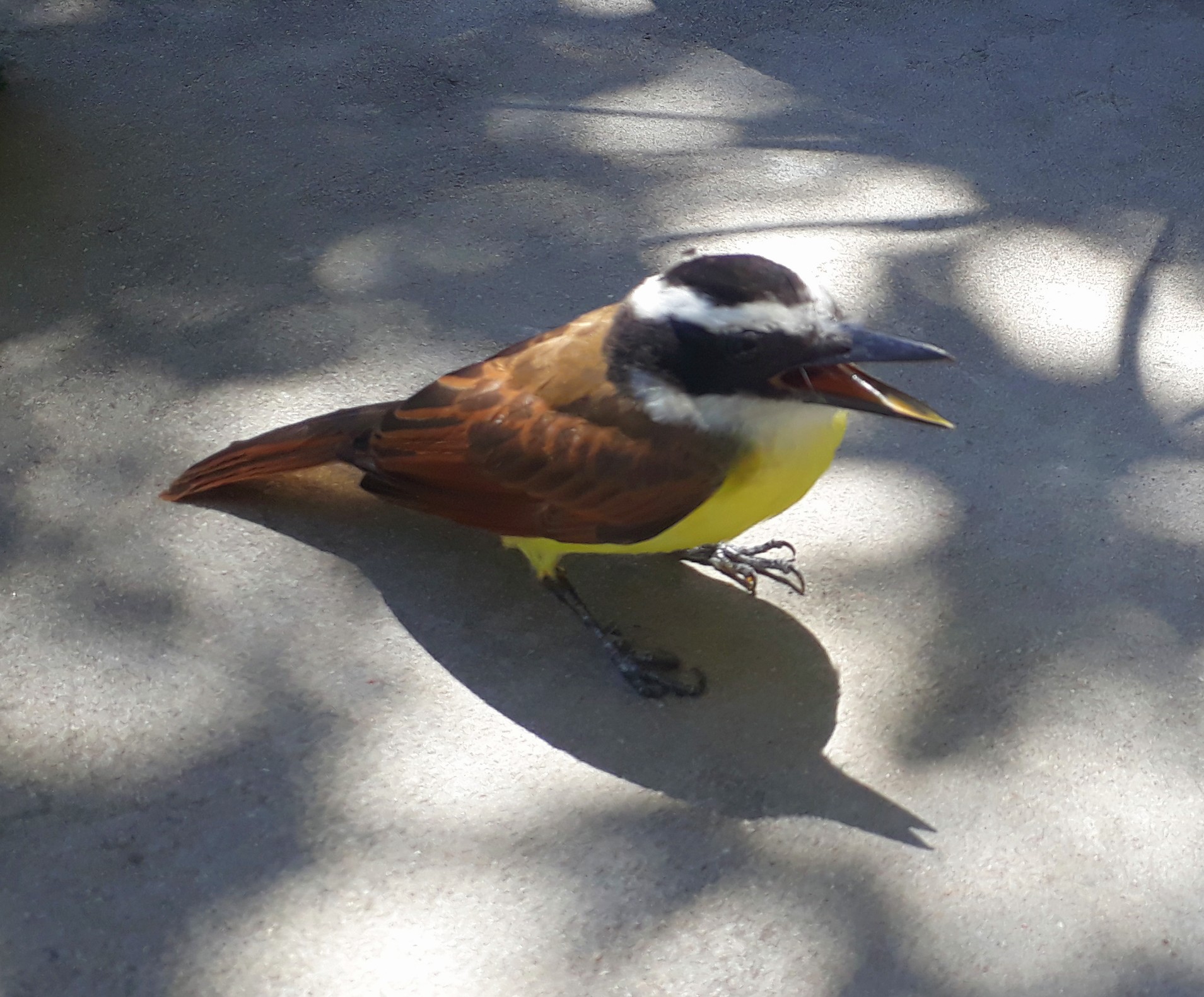 20181002_112814.jpg