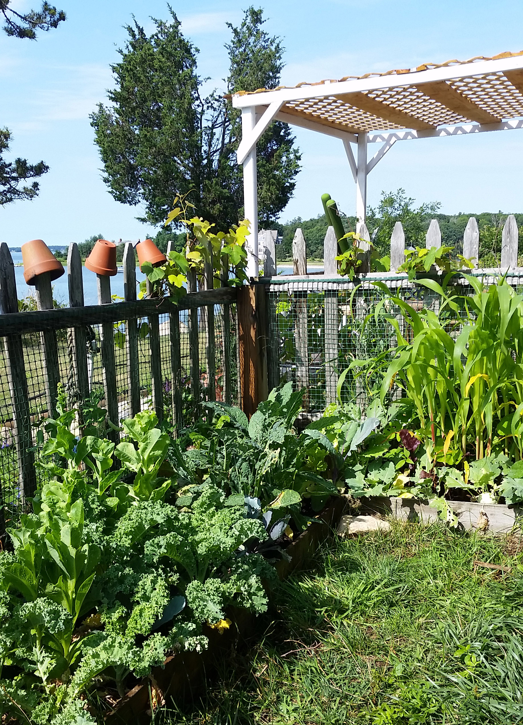 july15garden3.jpg