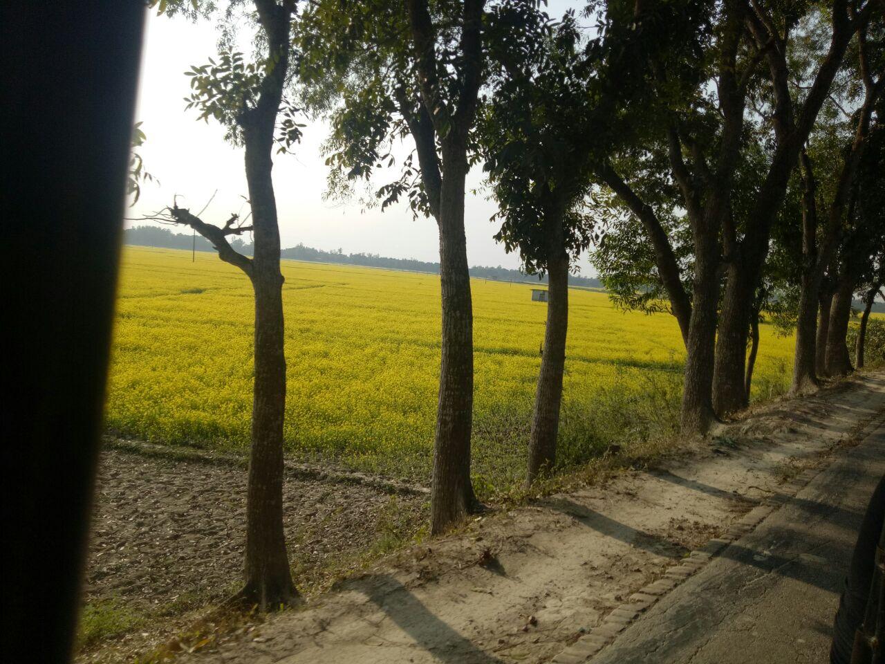 Sorisa Khet.jpg