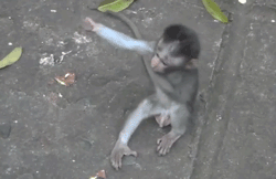 @mate.gif
